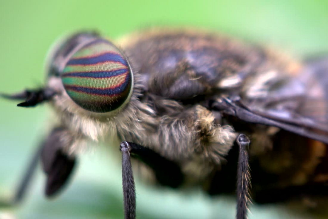 The Painful Truth About Horse Flies: Breeding, Biting, and How They Hunt