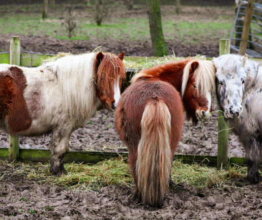 Ponies standing in a muddy field