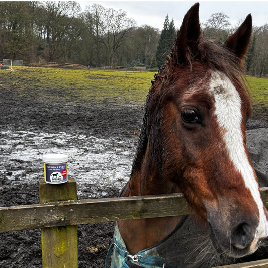 A very muddy horse in a field