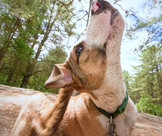 Why is my dog so itchy?!