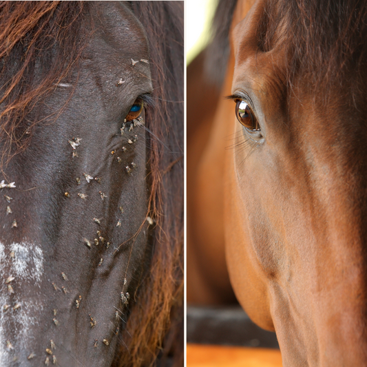 Why Do Some Horses Attract More Flies Than Others?