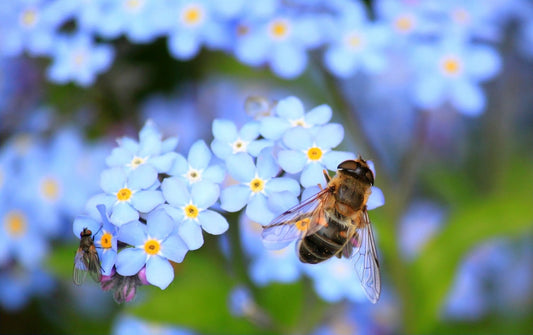 We need to talk about the birds and the bees....