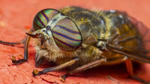 The Painful Truth About Horse Flies: Breeding, Biting, and How They Hunt