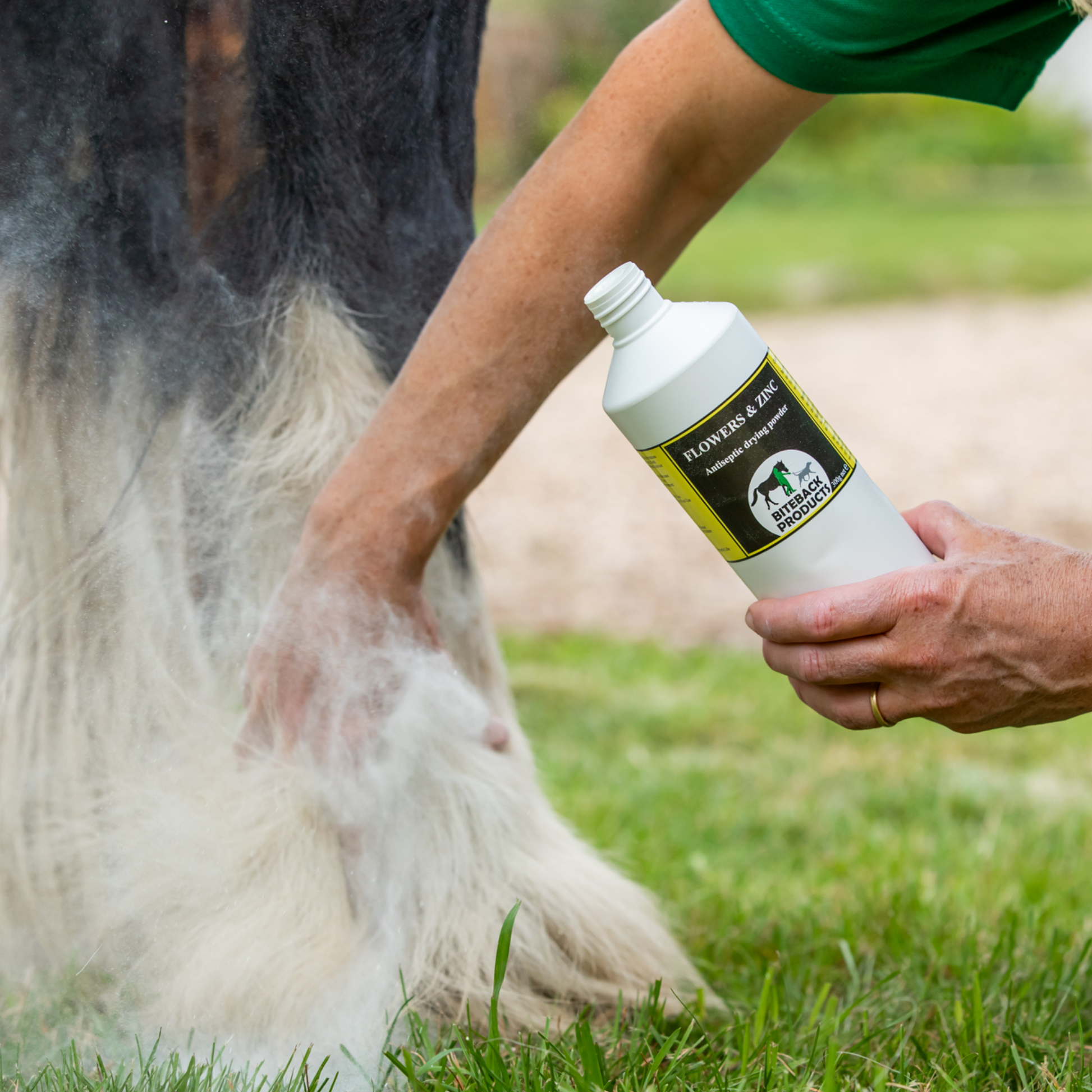 Drying a horse's legs with antibacterial powder