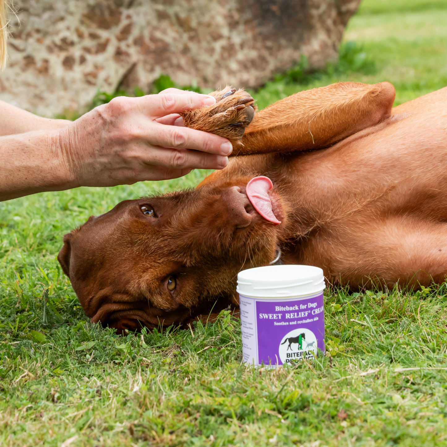 An itchy dog has paw balm applied