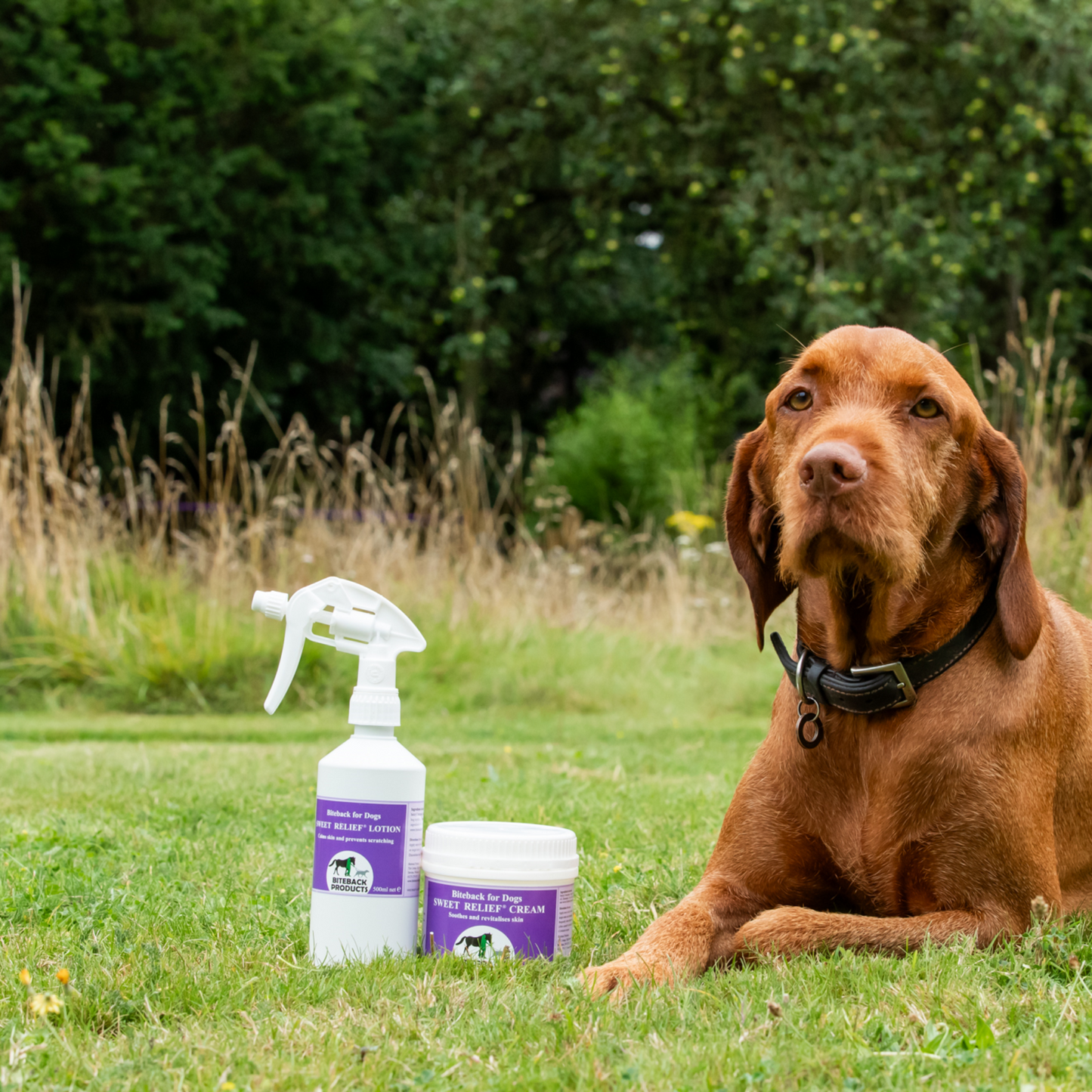 An itchy dog has his skin and paws soothed with lotion