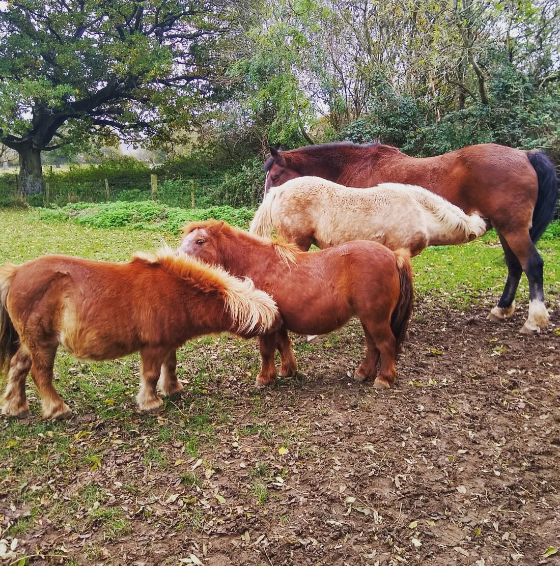 Five Top Tips for A Healthy Coat This Spring