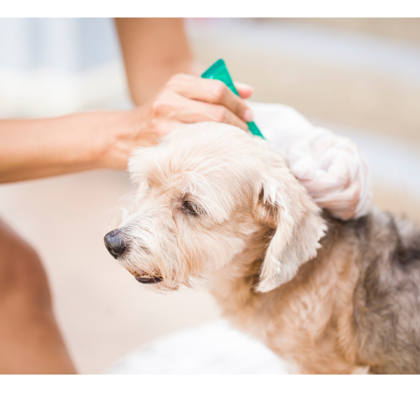 Dog flea treatment