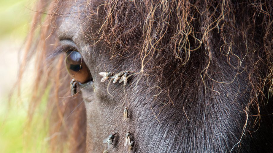 Flies on a horse's face