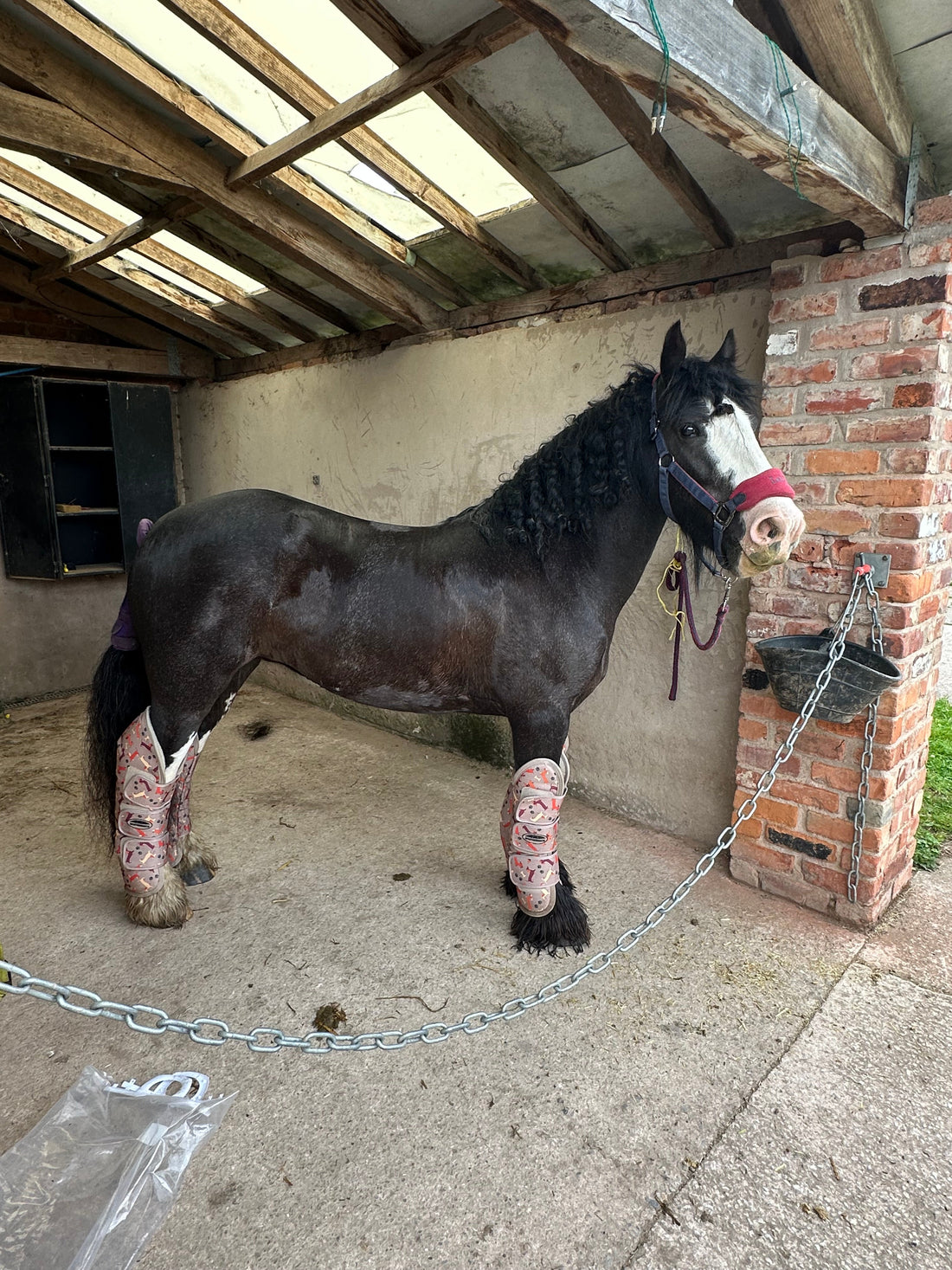 sweet itch pony