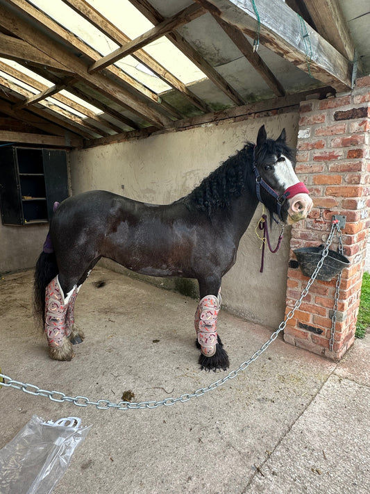 sweet itch pony