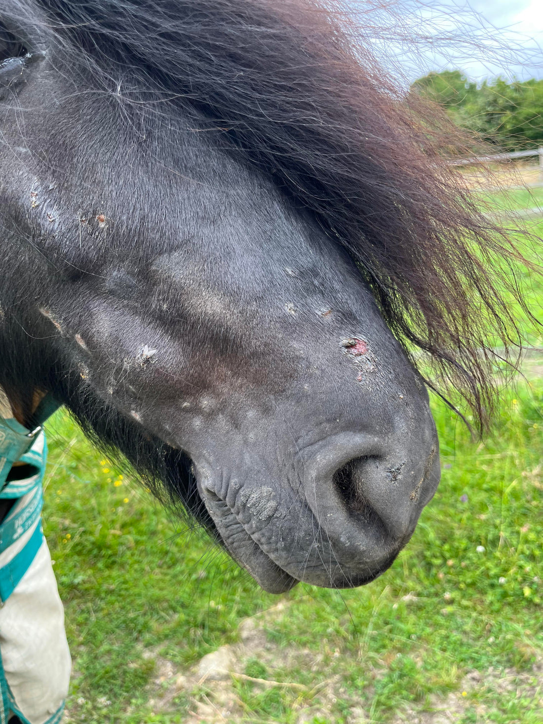 Help with an Extremely Itchy Horse - Tried & Tested