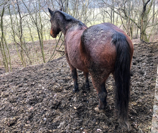 A Preventative Approach to Mud Fever