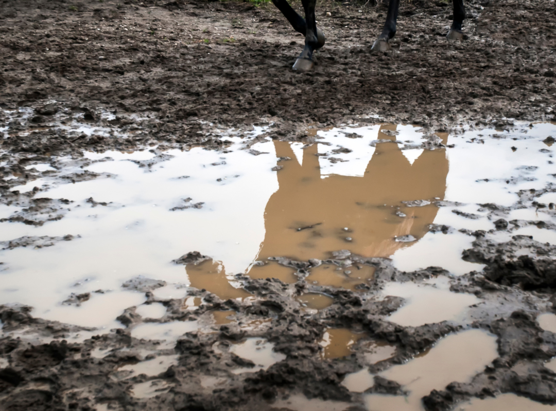 Horse in muddy field