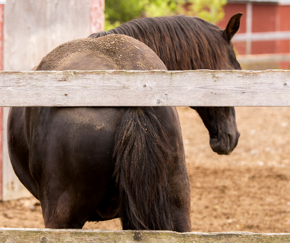 Why Is My Horse So Itchy In Spring?