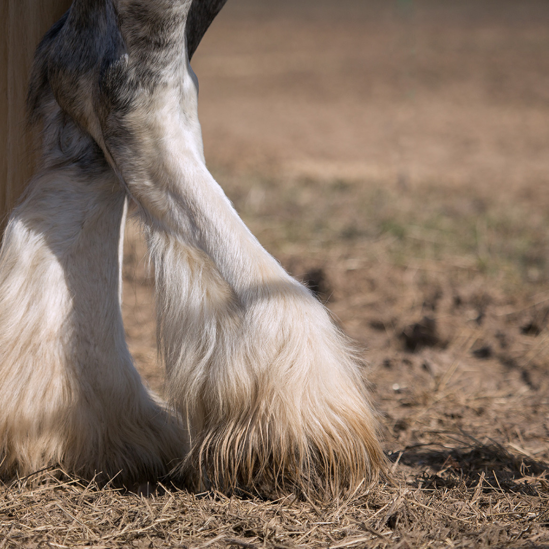 Mallanders Example Managing Feather Mites in Horses — and Their Role in Mallenders & Sall ...