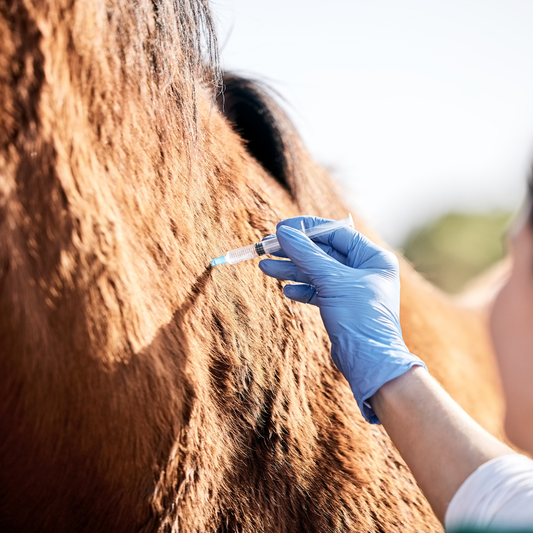 Understanding Steroids in Equine Care: When They’re Used - and What to Consider