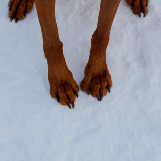 Winter Paw Care