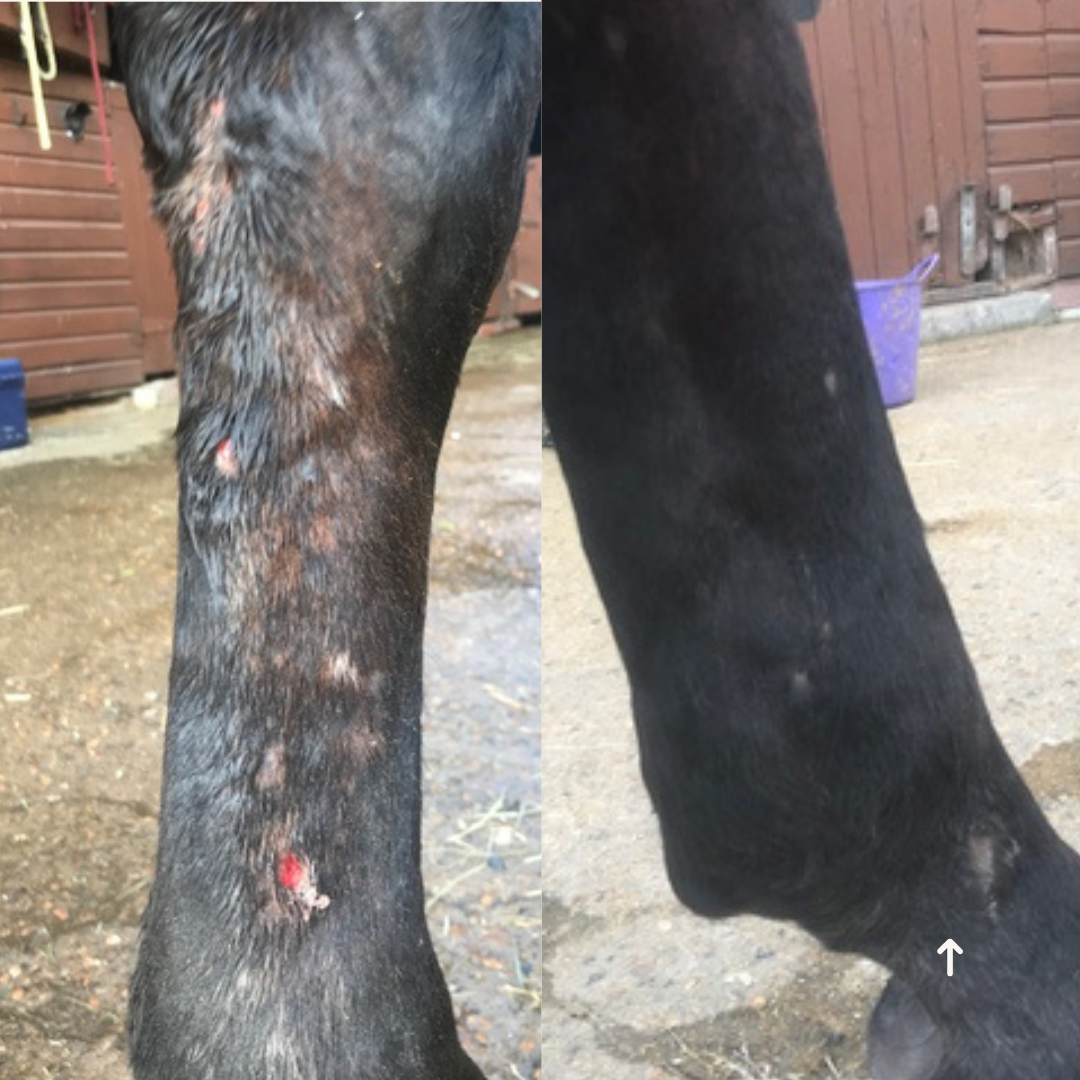Sweet Itch Midge Bites sores on skin