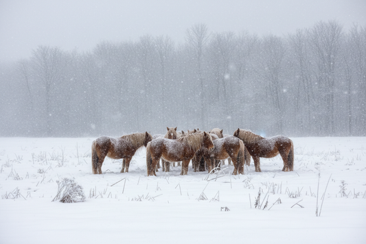Horses in winter, rug or no rug