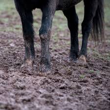Mud Fever in Horses