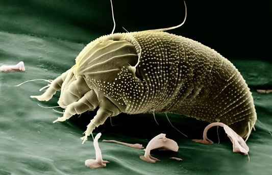 Close-up of a feather mite