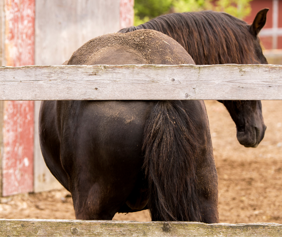 Itchy horse scratching on gatepost