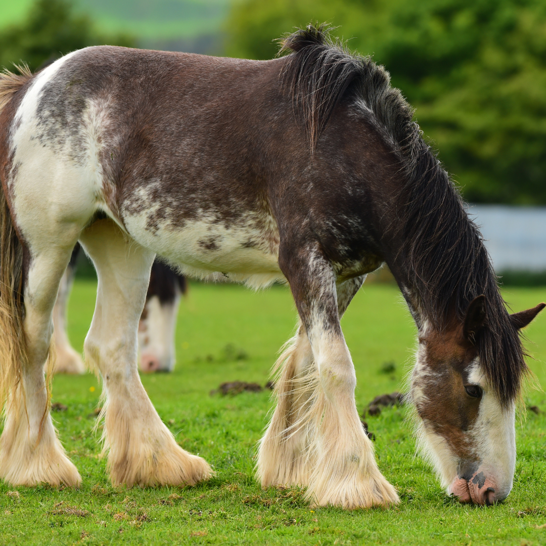 feathered horse