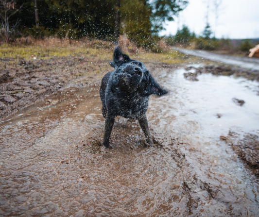 Dog with paws in mud