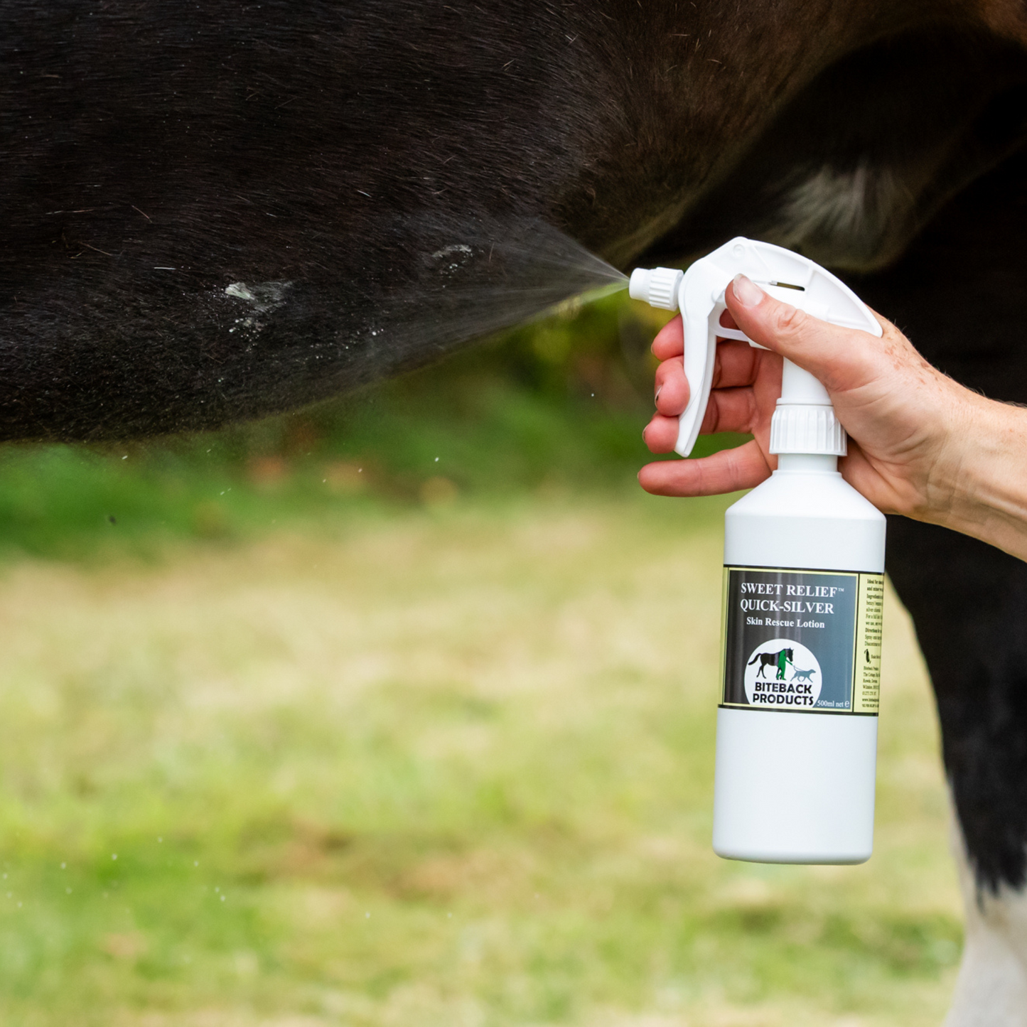 Applying Quick-Silver to a horse's sensitive belly area
