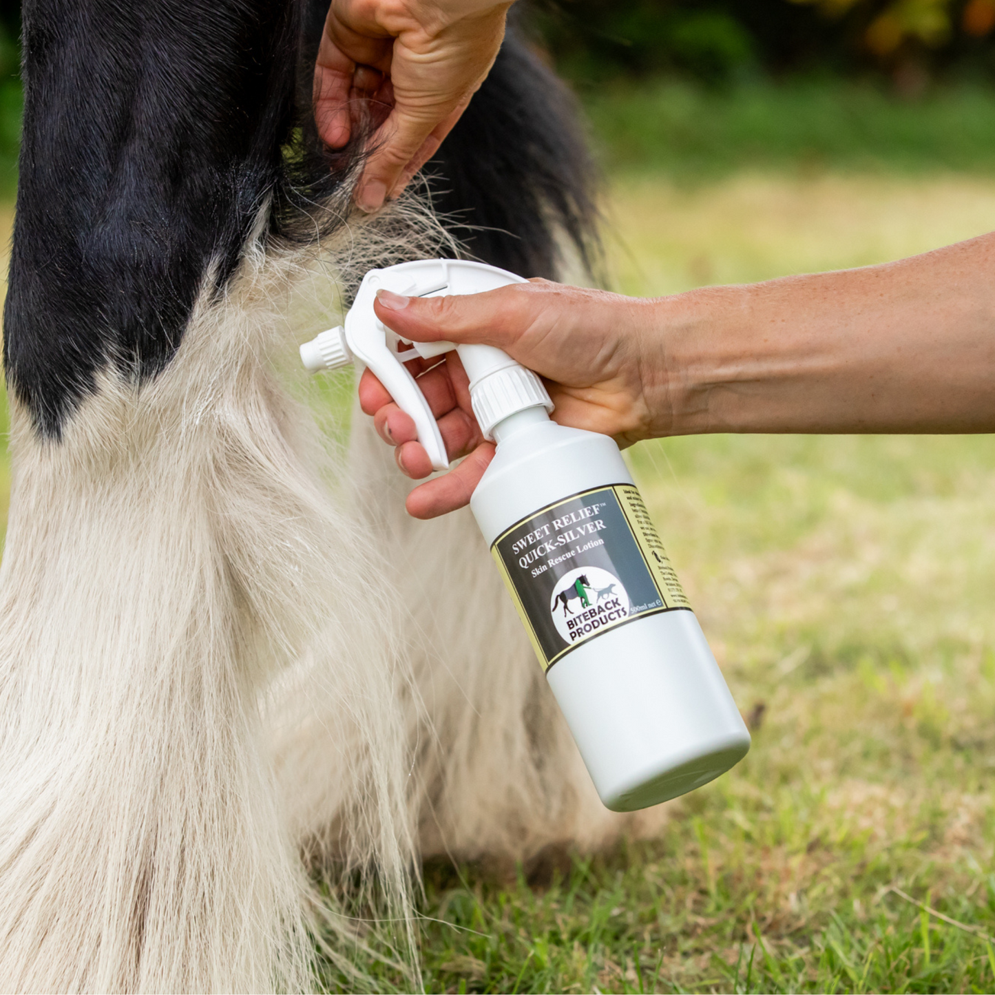 Applying Quick-Silver lotion to a horse's pasterns