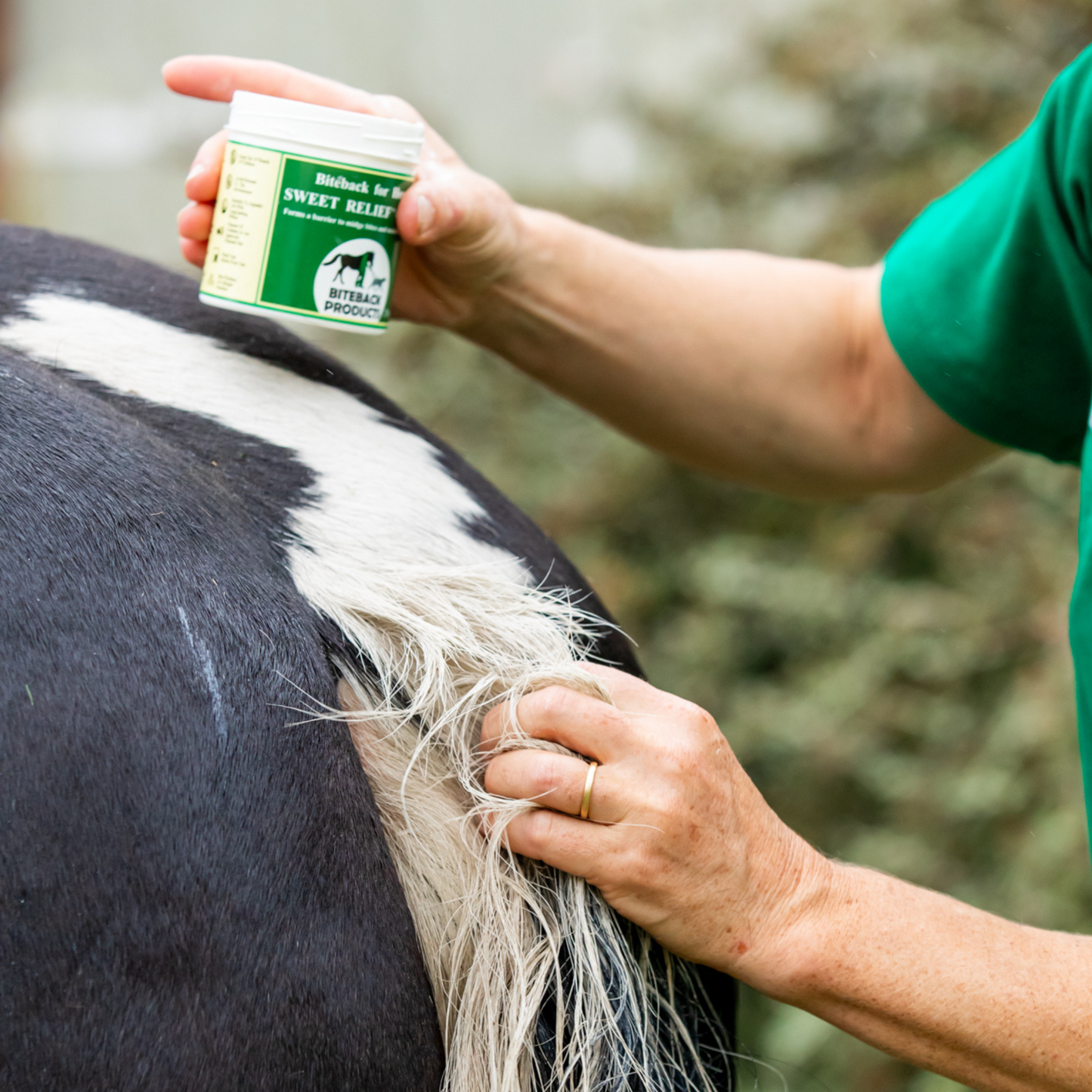 Applying Biteback Sweet Relief cream to an itchy horse's tail