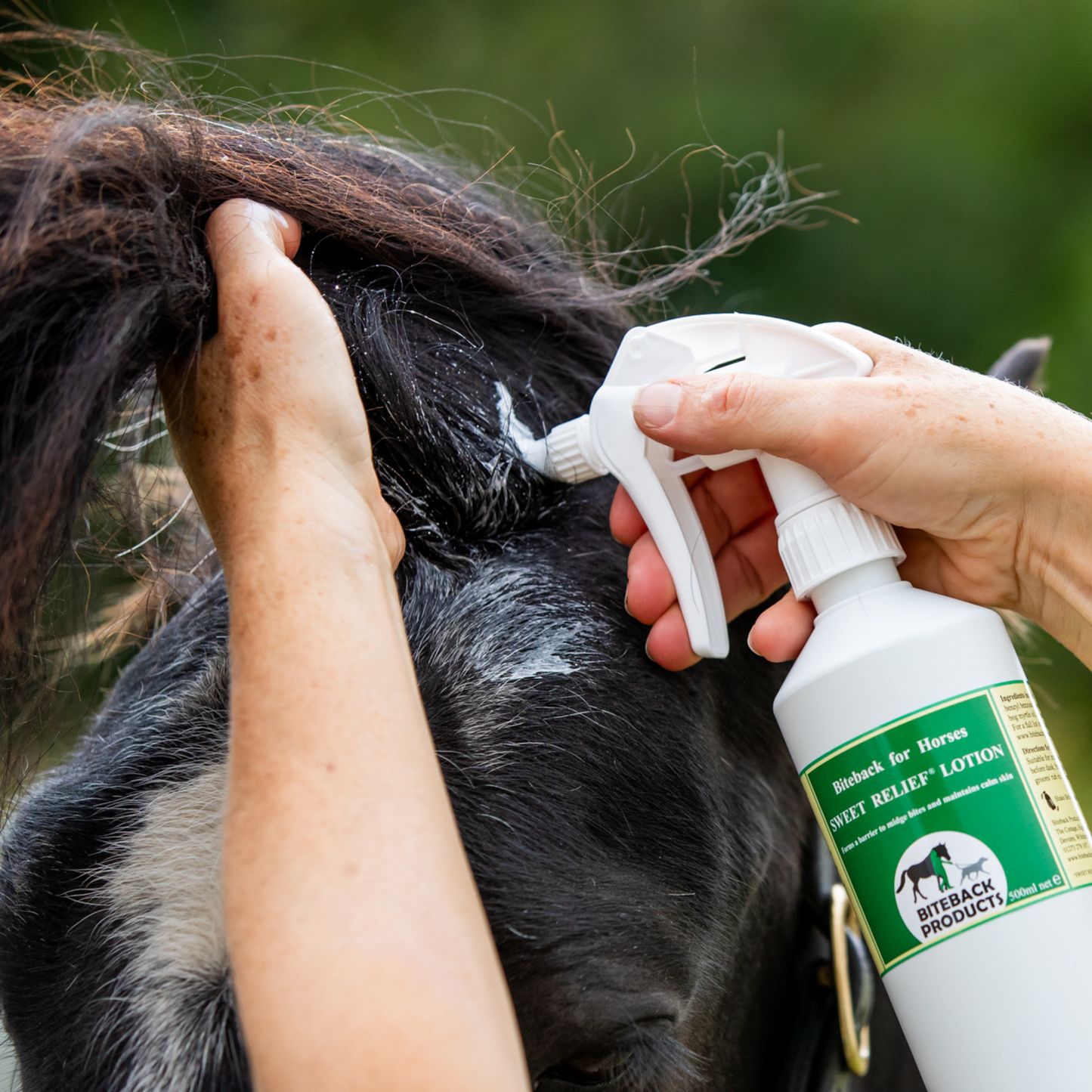 Applying Sweet Relief Lotion to an itchy forelock