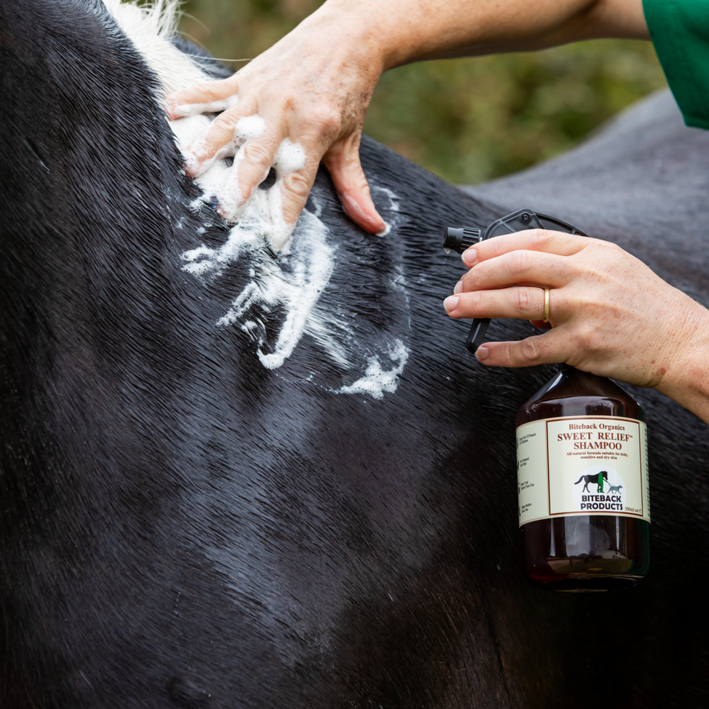 Applying Sweet Relief shampoo for itchy horses