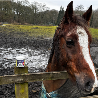 Mudbar_Plus_mud_fever_cream_for_horses