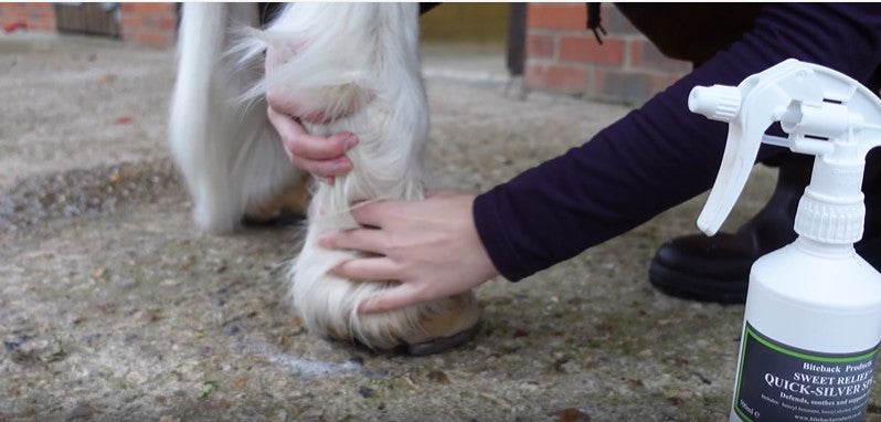 Load video: Quick-Silver can be used for both sweet itch and mud fever