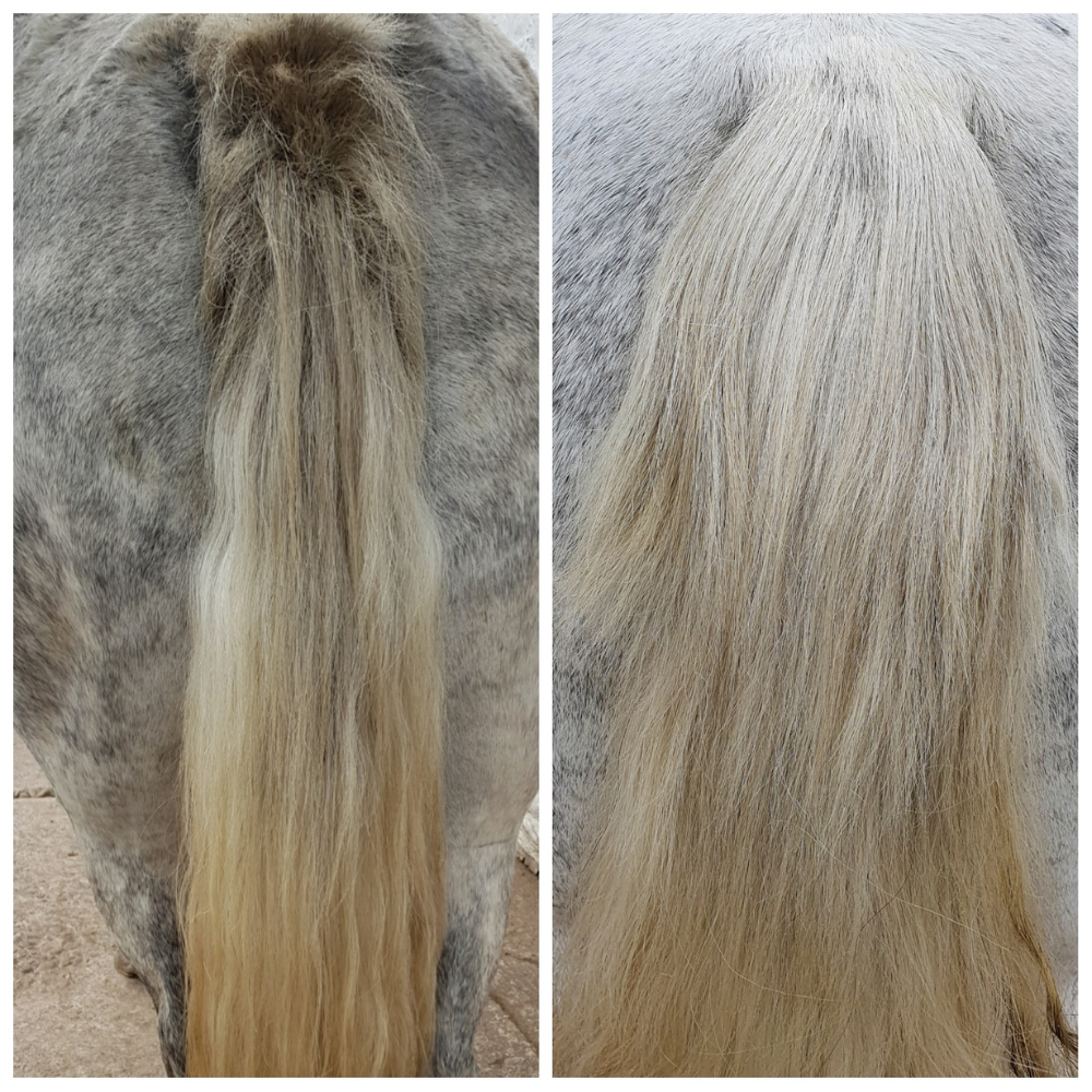 Before and after applying Sweet Relief Lotion to an itchy tail