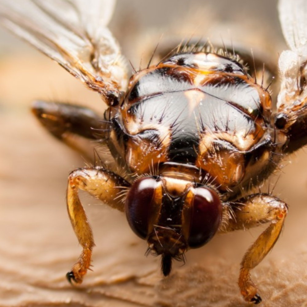 A New Forest crab fly