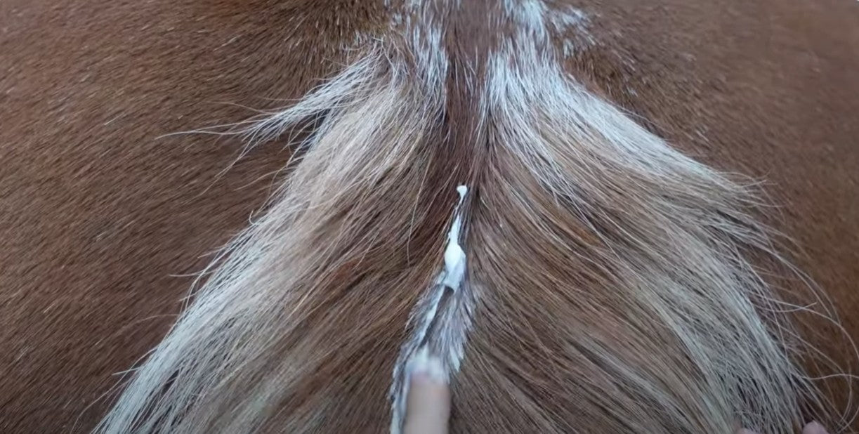 Load video: Sweet Relief cream for soothing sweet itch horses
