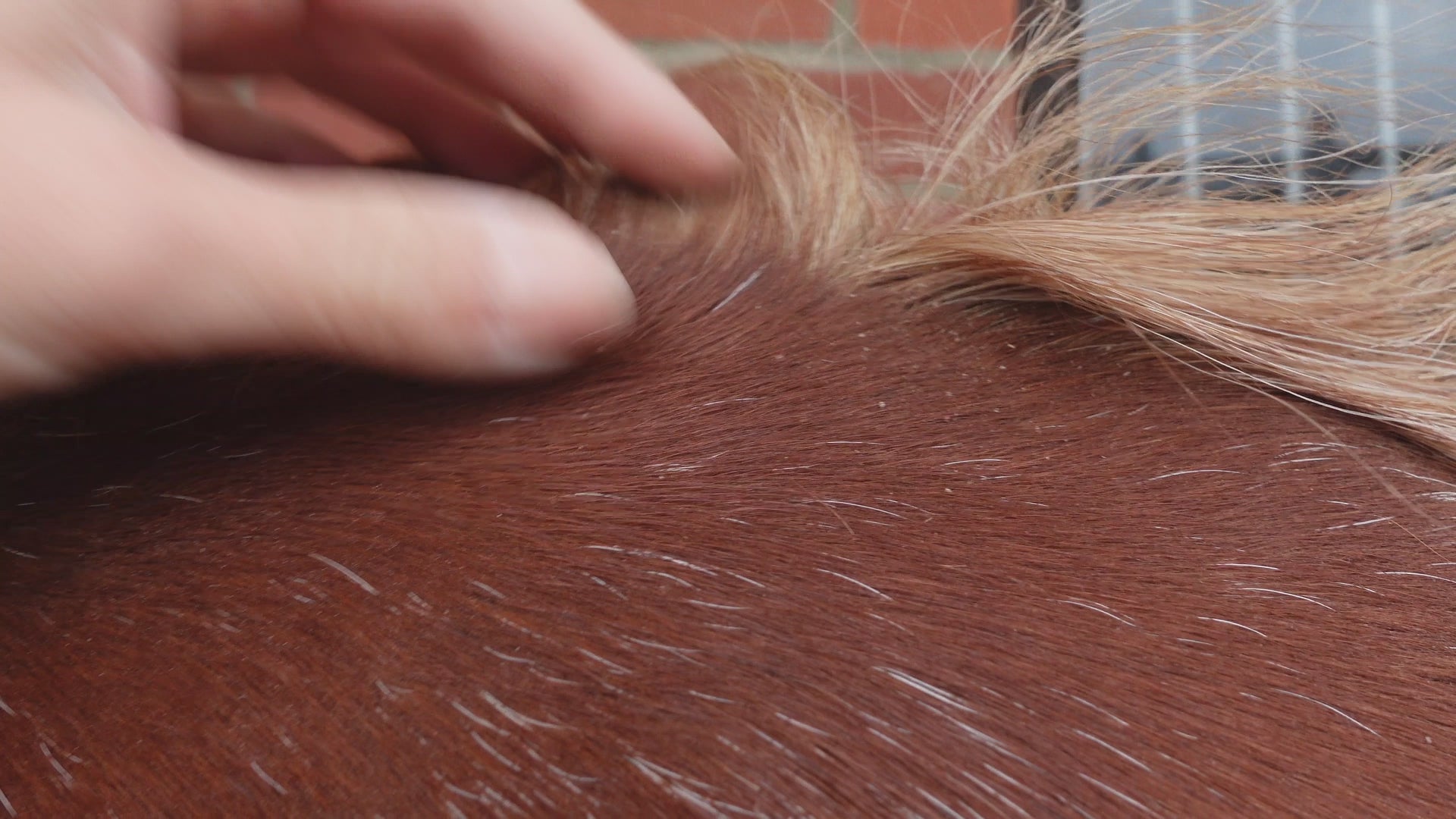 Load video: Sweet Relief is a lotion spray for itchy horses.