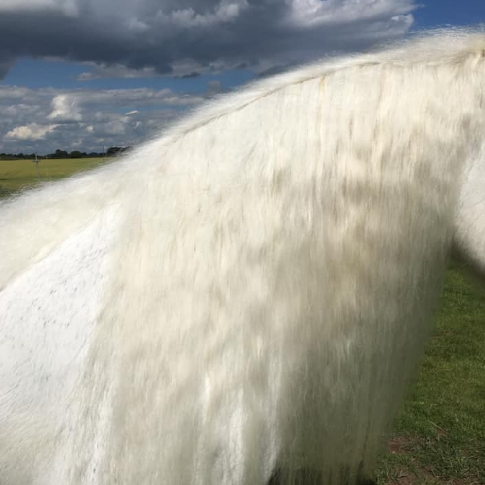 results of sweet relief shampoo on itchy horse