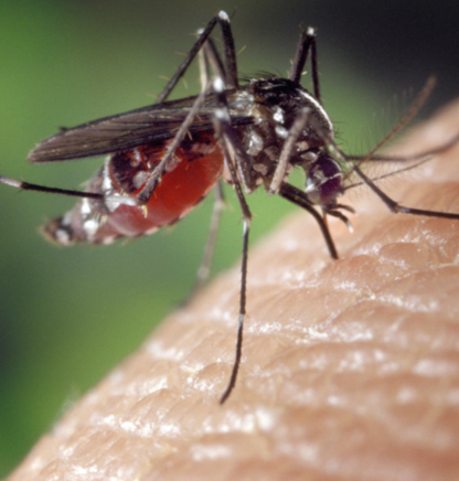 Biting mosquitoes 
