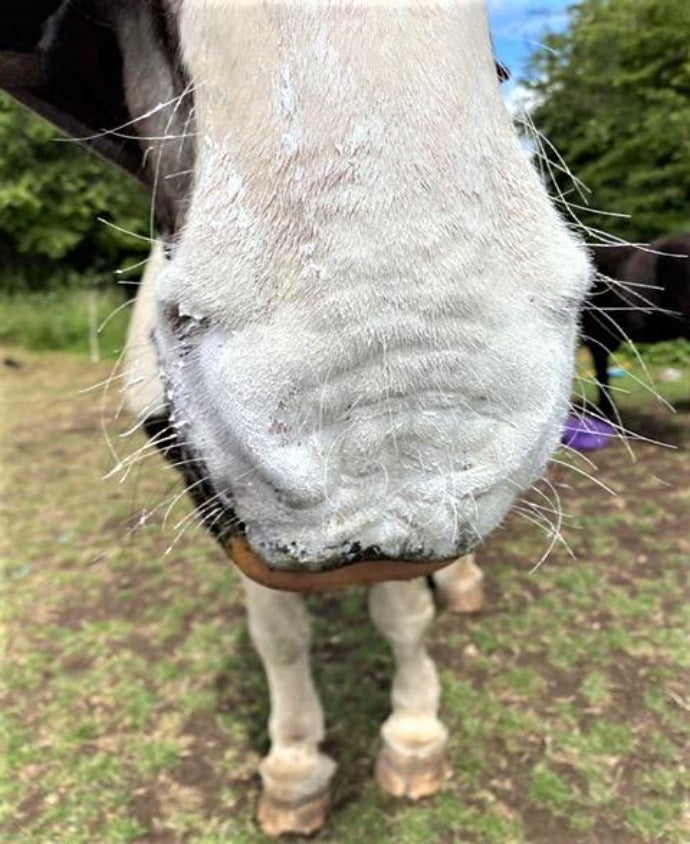 UV Filter and Sun Cream for Horses