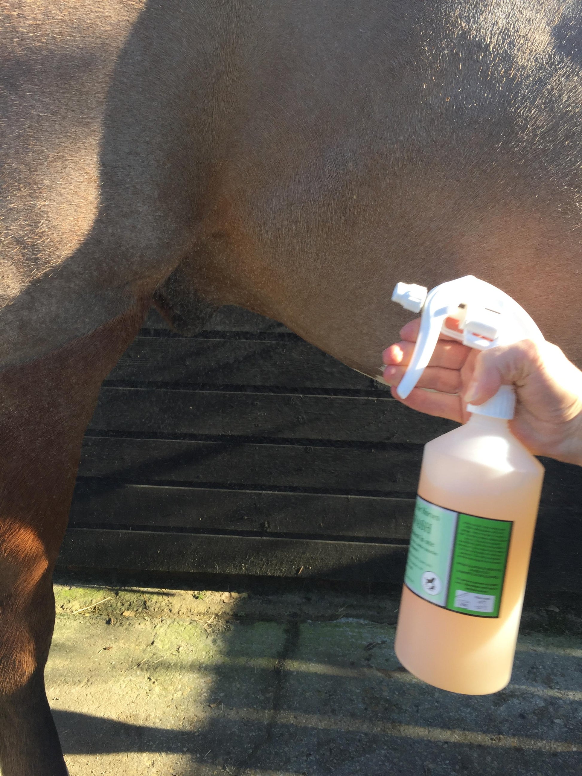 Sweatbuster sweat removing grooming spray for horses with sweet itch