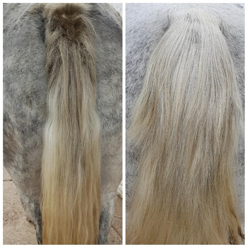 The tail of a horse with sweet itch